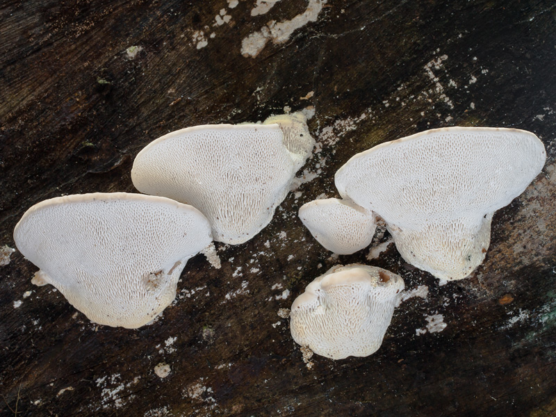 Trametes gibbosa